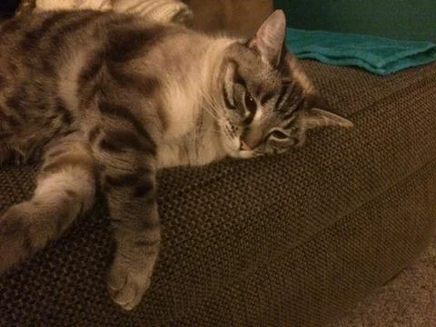 Precarious Cat Foto stock