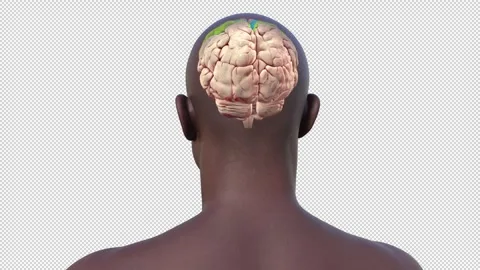 Precentral and postcentral gyrus of brain, animation Stock Footage 295182389