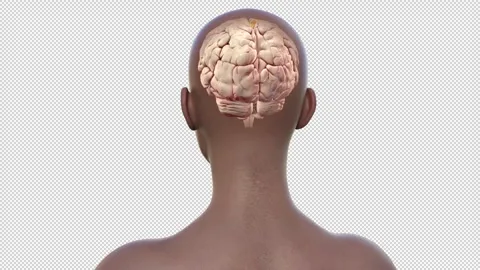 Precentral gyrus of brain, animation Stock Footage 295186622