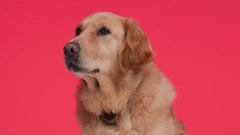 Golden retriever hotsell puppy panting