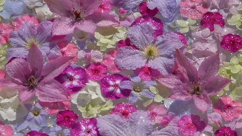Precious spa flowers dancing on the water surface Stock Footage 99453787