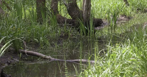 Precious water in the forest, 4K Stock Footage 244385221