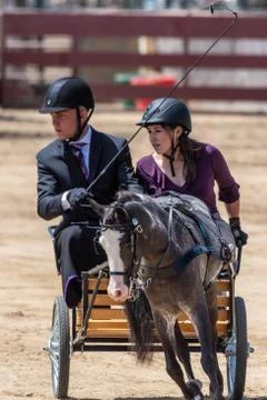 Precise communication between human and horse. Stock Photos