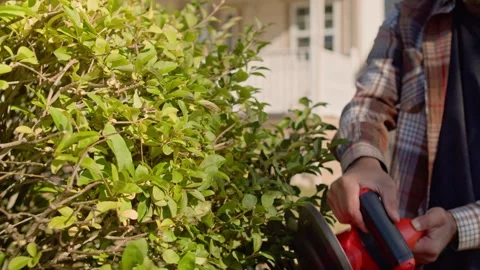 Precise Hedge Trimming Using Electric Garden Trimmer In Private Backyard Video stock 319947168
