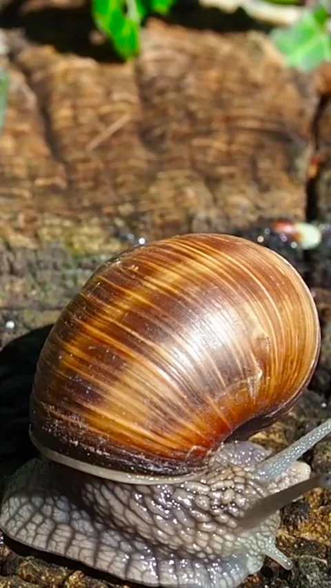 Precise Macro Imagery Showcasing Elegant Spiral Shell And Moist Environment Of G Stock Footage 328485341