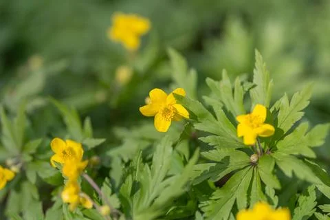Precise macro shot of blossoms. Clear detailed image of yellow spring flowe.. Stock Photos