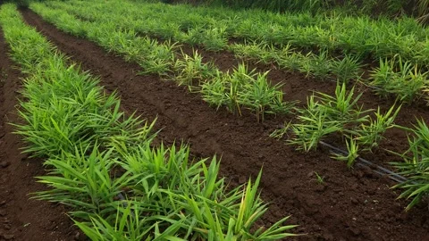 Precise Micro-Irrigation Framework for Commercial Ginger Farming prioritizing wa Stock Footage 344881568