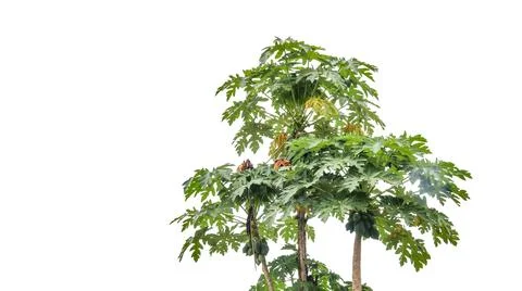 A precisely clipped image of a papaya tree with detailed clipping paths. Stock Photos