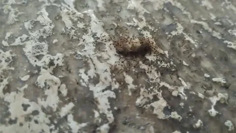 Precision in Action "Ants" Видео 283550117