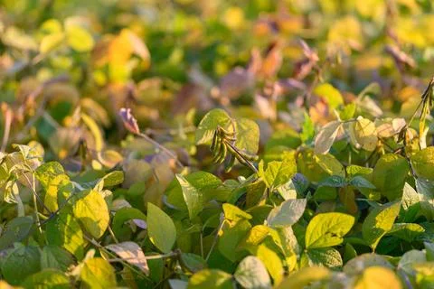 Precision agriculture techniques applied to soybean crop yield optimization, Agr Stock Photos