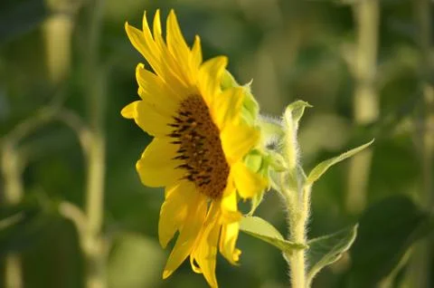 Precision, decison, sunflower's vision. Stock Photos