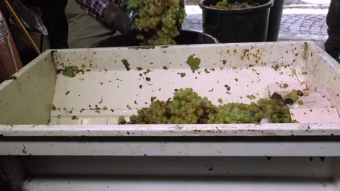 Precision in Every Grape: The De-stemming Craft Stock Footage 266300275