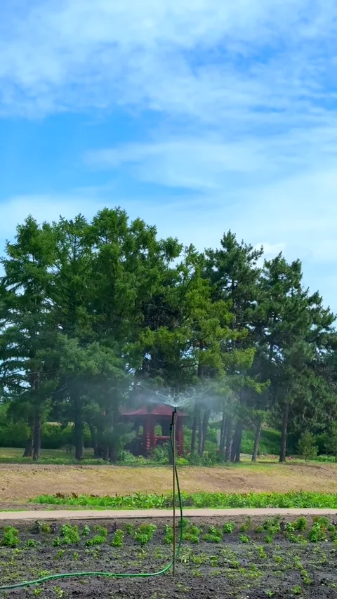Precision flower bed irrigation system time lapse watering footage Stock Footage 313672022