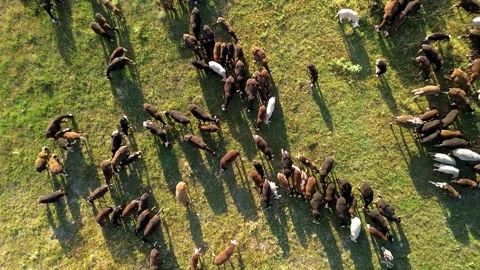 Precision livestock farming agtech tracking of grazing animal herd aerial drone Stock Footage 339047588