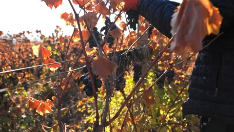 Precision in Motion Close Up Grape Harvesting Hands Stock Footage 268825738