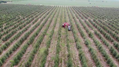 Precision in motion – mechanized cherry harvesting from above Stock Footage 301788771