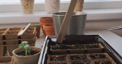 Precision planting of tiny seedlings into biodegradable starter trays Stock Footage 333704837
