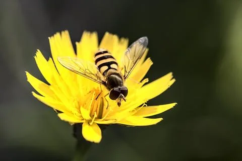 Precision Pollinator: Hover Fly on Yellow Crop Blossom Stock Photos
