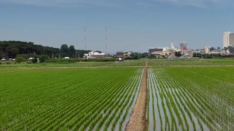 Precision rice farming featuring organized irrigation network and uniform Stock Footage 341382139