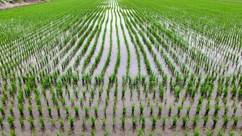 Precision rice farming featuring organized irrigation network and uniform Stock Footage 341477508