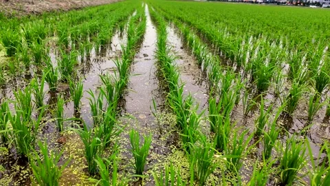 Precision rice farming with flooded irrigation rows supporting healthy crop Stock Footage 341382161