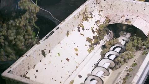 Precision in Winemaking: The Delicate Art of De-stemming Stock Footage 267114702