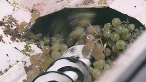 Precision in Winemaking: The Delicate Art of De-stemming Stock Footage 287135997
