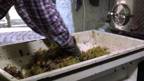 Precision in Winemaking: Mastering the De-stemming Craft Stock Footage 263738390