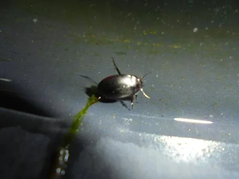 Predaceous diving beetle (Dytiscidae) close-up on water in dark tank Stock Photos