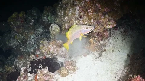 Predation amongst fish underwater in the wild at night Stock Footage 163609738