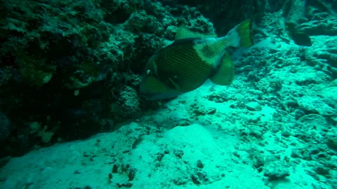 Predation of the Goma Monga Fish Stock Footage 332815555