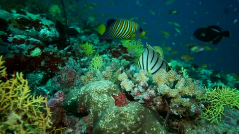 The Predation of the Large Butterflyfish Stock Footage 332815648