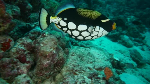 Predation of the Monga Pufferfish Stock Footage 332815566