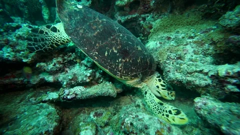 The Predation of the Sea Turtle Stock Footage 332814788