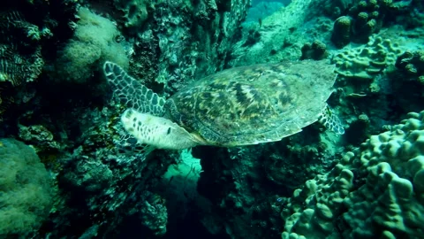 The Predation of the Sea Turtle Stock Footage 332815099