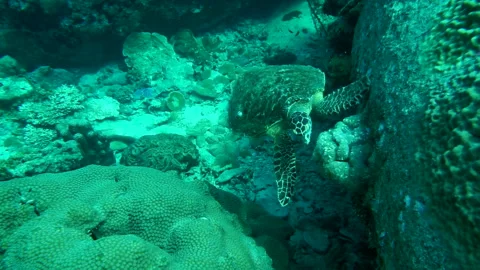 The Predation of the Sea Turtle Vidéo 332815143