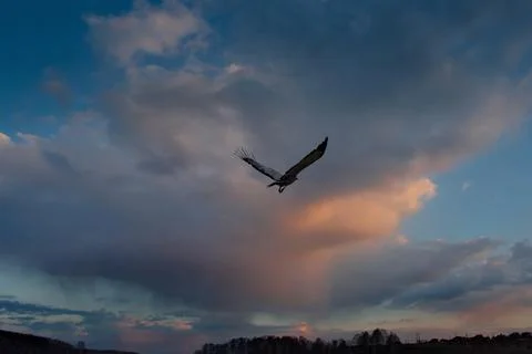A predator against the backdrop of a sunset Stock Photos