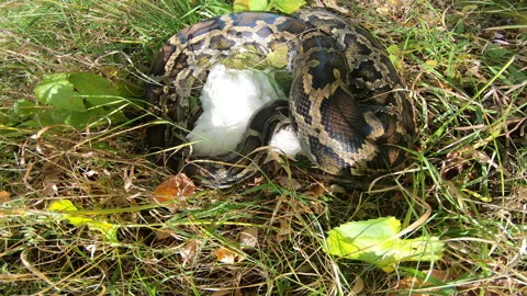 Predator and its prey Stock Footage 167508308