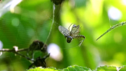 Predator and Prey - Common Orb Web Spiders, Metellina sp. Stock Footage 156662193