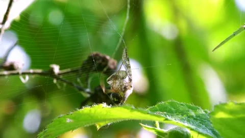Predator and Prey - Common Orb Web Spiders, Metellina sp. Video stock 156662536