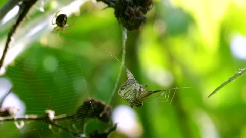 Predator and Prey - Common Orb Web Spiders, Metellina sp. Stock Footage 156663006