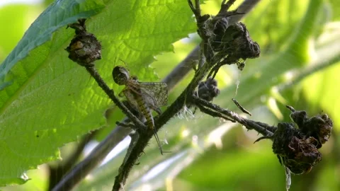 Predator and Prey - Common Orb Web Spiders, Metellina sp. Stock-Footage 156664151