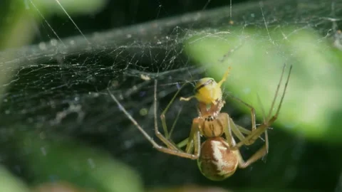 Predator and Prey - Common Sheetweb Spider, Linyphia triangularis, Froghooper Видео 160518052