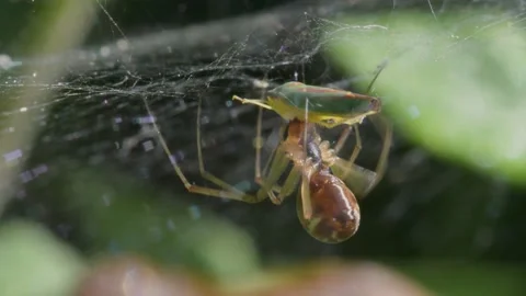 Predator and Prey - Common Sheetweb Spider, Linyphia triangularis, Froghooper Stock Footage 160518601
