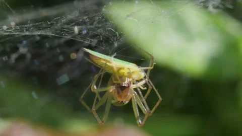 Predator and Prey - Common Sheetweb Spider, Linyphia triangularis, Froghooper Vidéo 160554549