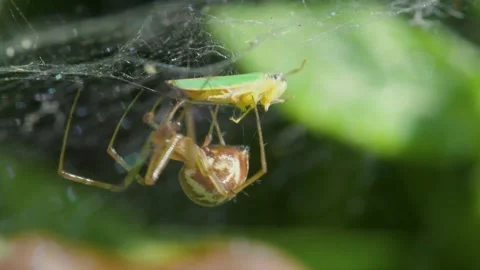 Predator and Prey - Common Sheetweb Spider, Linyphia triangularis, Froghooper Video stock 160555181