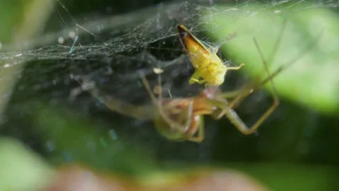 Predator and Prey - Common Sheetweb Spider, Linyphia triangularis, Froghooper Stock-Footage 160555584