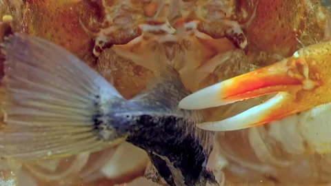 Predator and Prey: Crab and Fish Drama Video stock 276192587