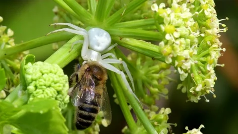 Predator and Prey - Flower Crab Spider, Misumena vatia with Honey Bee Video stock 153344233