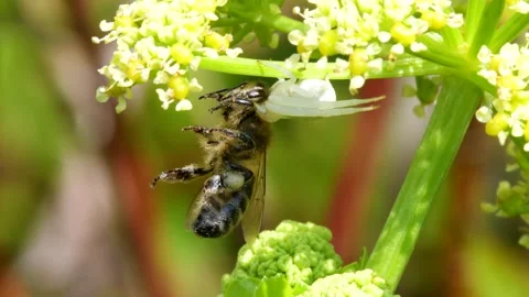 Predator and Prey - Flower Crab Spider, Misumena vatia with Honey Bee Stock Footage 153368693